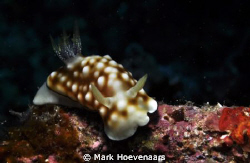 Geometric Chromodoris. Nikon D90, 60mm, f/16, 1/100, ISO-... by Mark Hoevenaars 